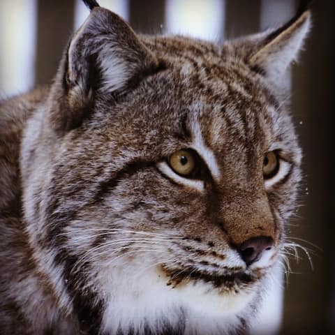 lince